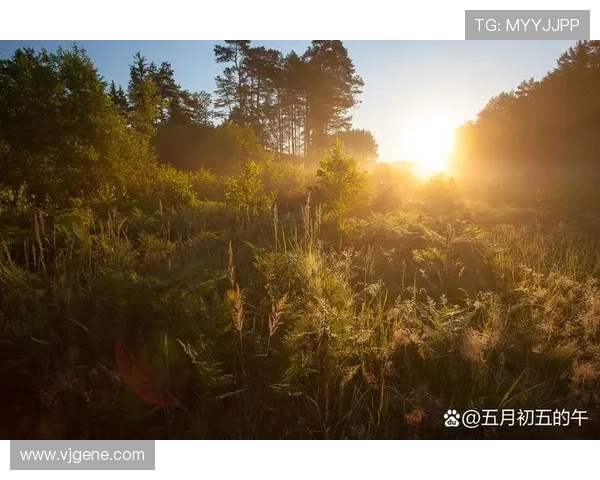 夏日回忆里的最美好时光